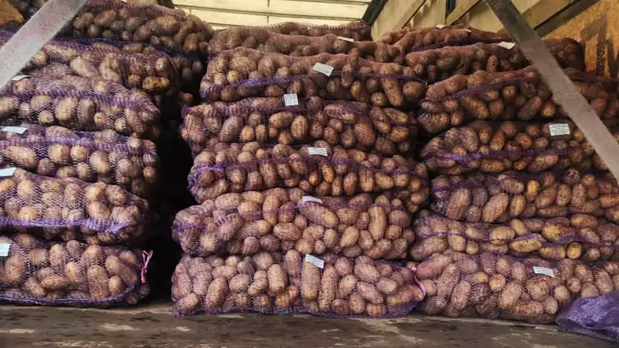 В России заблокировали партию картошки из Беларуси
