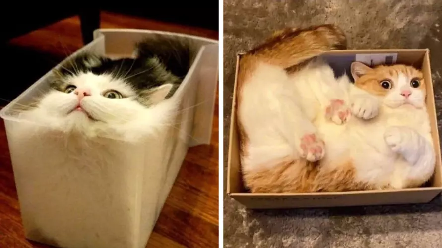 Эти 15 забавных котов заставили интернет умиляться и смеяться в голос