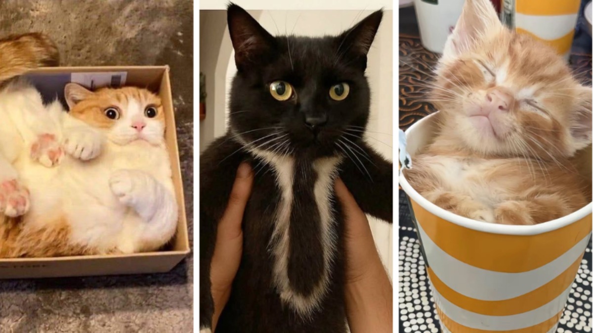 Эти 15 забавных котов заставили интернет умиляться и смеяться в голос