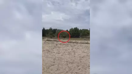 «Опасней медведя» — Лось прямо в Бресте напугал рыбаков. Как?