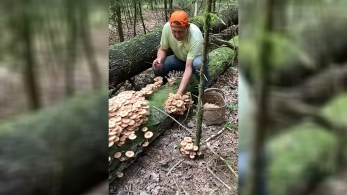 Белорусы назвали место, где пошли особые опята - "Таких лет 10 не собирали"