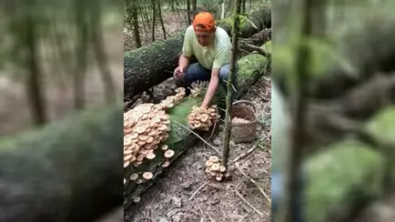 Белорусы назвали место, где пошли особые опята — «Таких лет 10 не собирали»