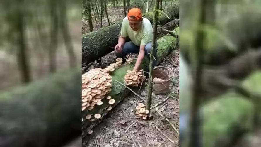 Белорусы назвали место, где пошли особые опята - "Таких лет 10 не собирали"