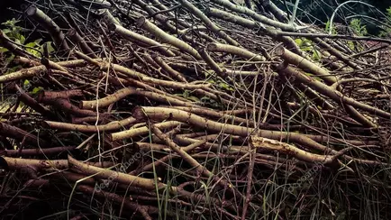 В ЖКХ предложили минчанам ставить под углом ветки и класть доски в случае одной опасности