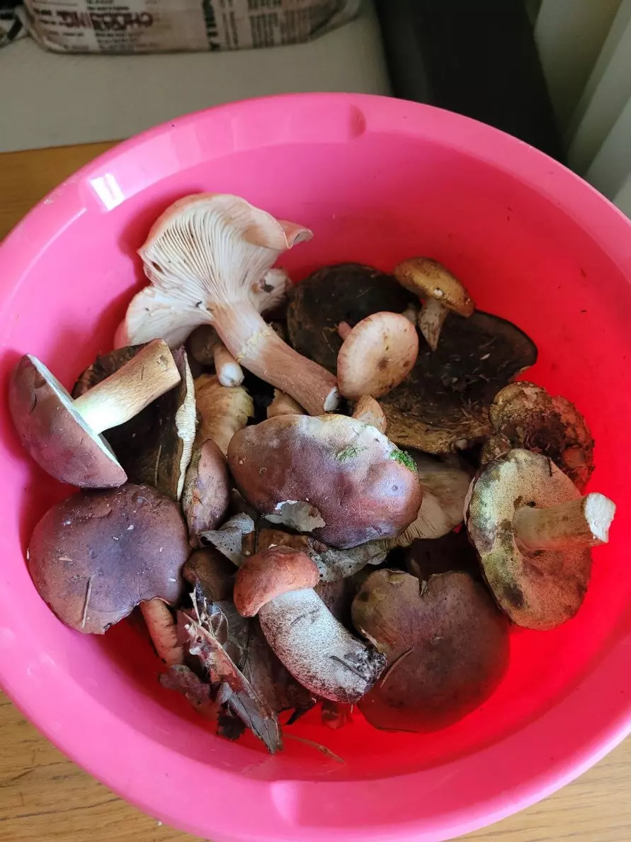 Белорусские грибники объявили начало второй волны «золотых» боровиков. Где уже берут полными корзинами?