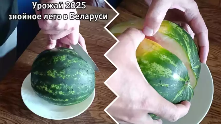 Белоруска показала «обидный» урожай арбузов. В комментариях тут же похвастались своим