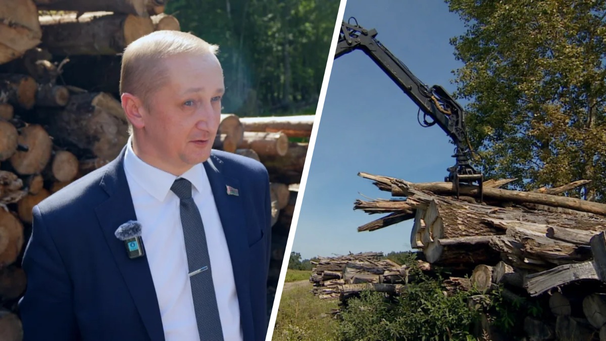 В КГК назвали количество сгнившей древесины, которую не вывезли из лесов Беларуси