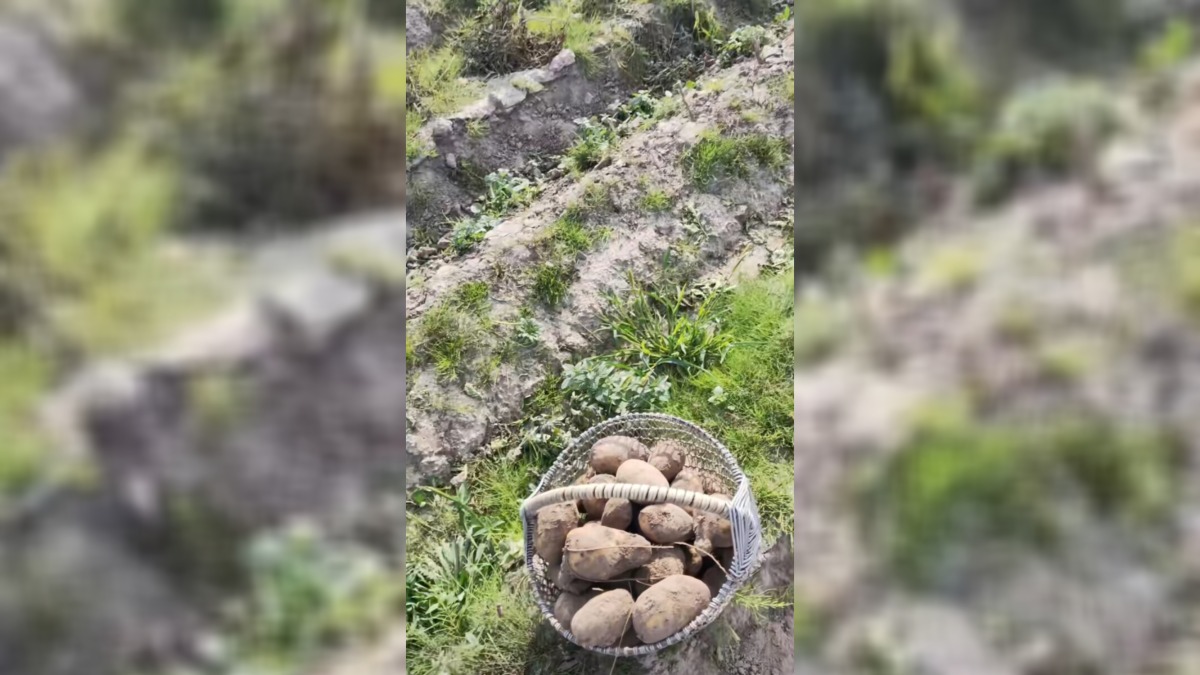 "Можно хоть все поле перекопать" - Белорусам предложили картошку даром. Где и почему?