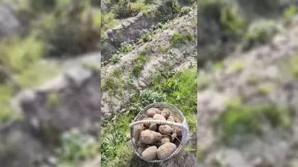 «Можно хоть все поле перекопать» — Белорусам предложили картошку даром. Где и почему?