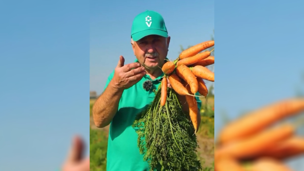 Почему морковь не хранится? Эксперт объяснил, как избежать 3 самых частых ошибок