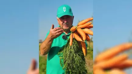 Почему морковь не хранится? Эксперт объяснил, как избежать 3 самых частых ошибок