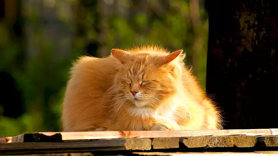 Похолодание, дожди и ненормальное тепло? Синоптики предсказали белорусам "классический перенос масс" с 15 по 21 сентября