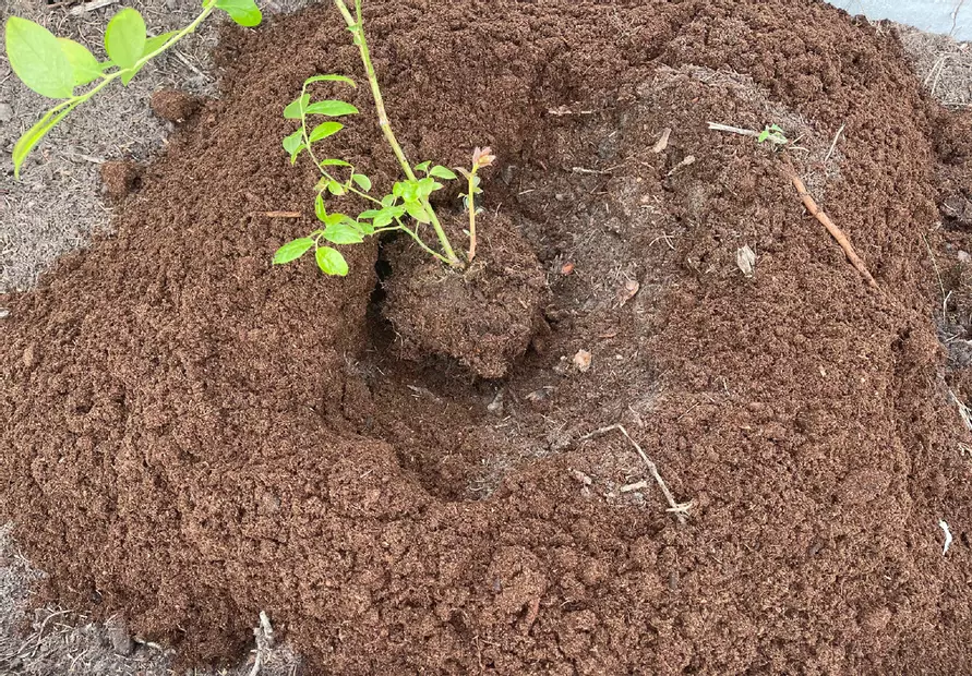 Как правильно посадить голубику осенью, чтобы собирать килограммы ягод? Избегайте этих 5 ошибок