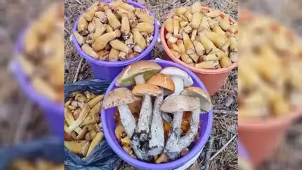 «Боровиков 580 штук» — Белорусы поделились уловом в лесах в сентябре. Где растут?