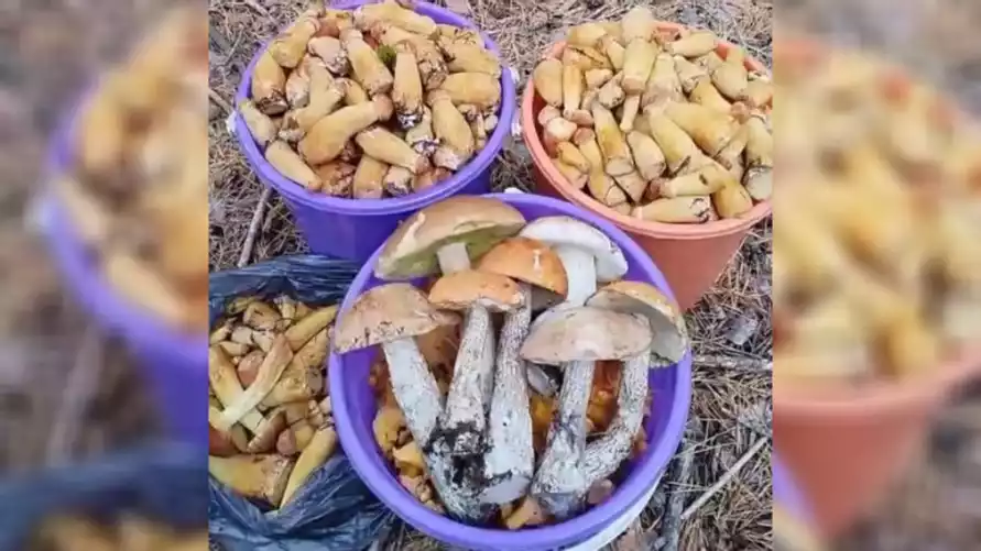 "Боровиков 580 штук" - Белорусы поделились уловом в лесах в сентябре. Где растут?