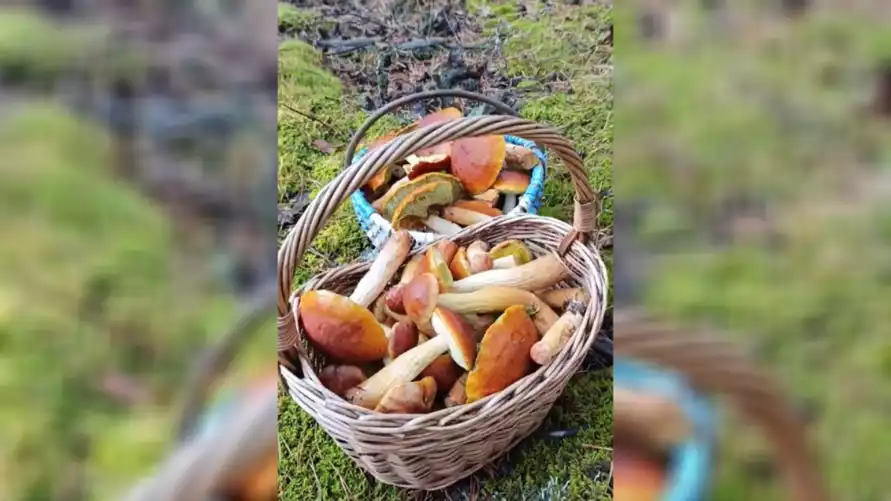 Белорусские грибники объявили начало второй волны «золотых» боровиков. Где уже берут полными корзинами?