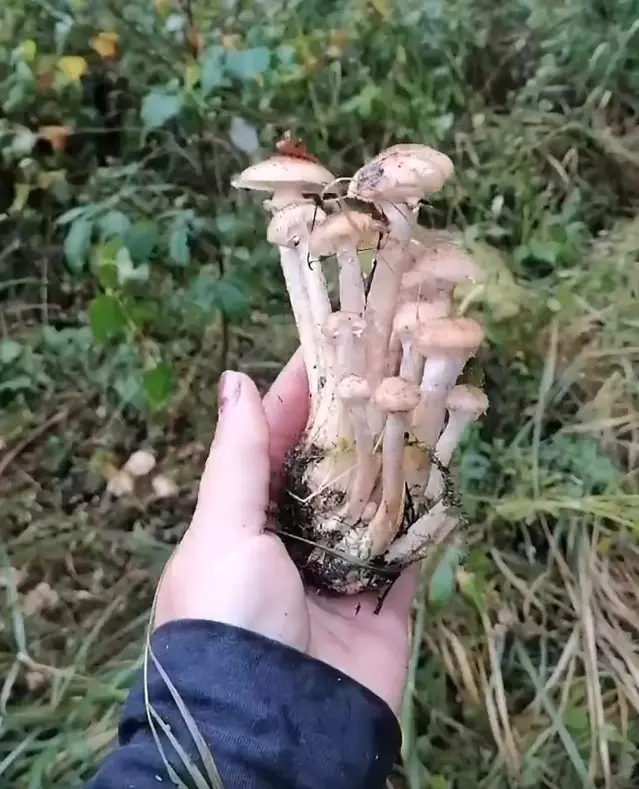 Боровиков 580 штук - Белорусы поделились уловом в лесах в сентябре. Где растут?