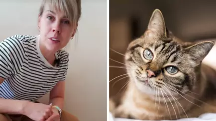 Ветеринар посоветовала владельцам кошек поставить в доме таз. Мнения кошатников разделились