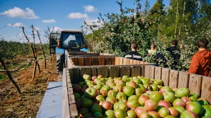 Минсельхозпрод пообещал белорусам картошки на 30% больше. А что с яблоками и овощами?