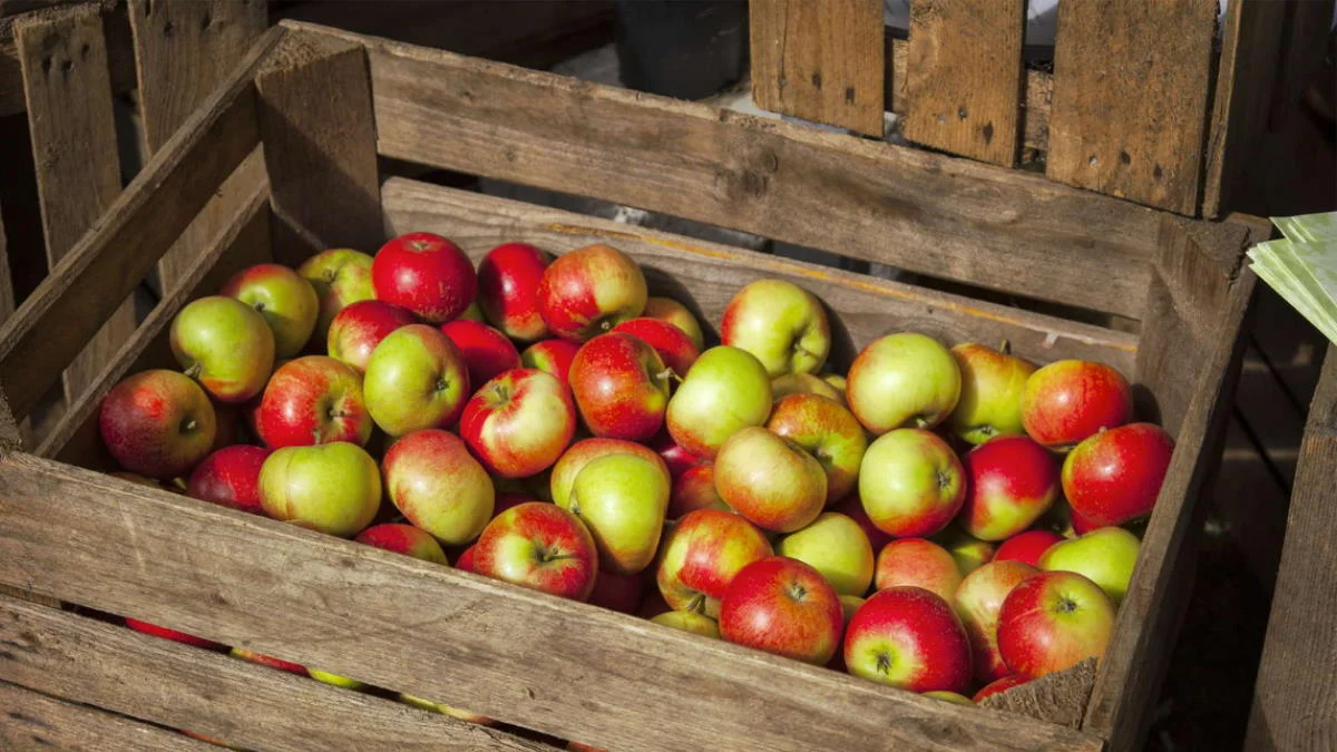 Яблоки на хранении остаются сочными и твердыми неделями: хитрость немецких садоводов