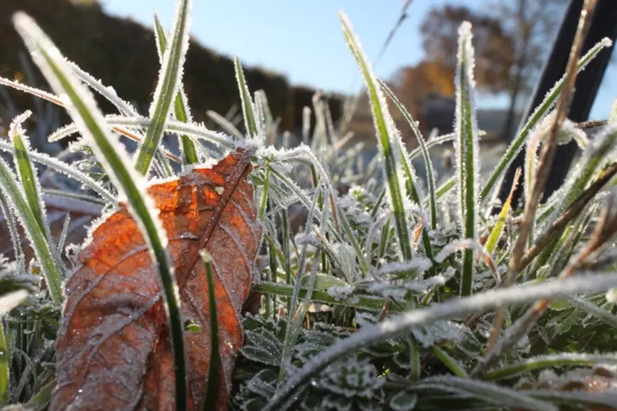 Как белорусам защитить сад и огород от первых заморозков? Нашли 5 дешёвых способов