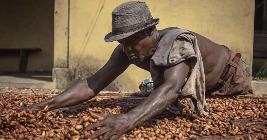 Биржевые цены на какао упали на 40%. Ждать ли белорусам падения цен на шоколад?