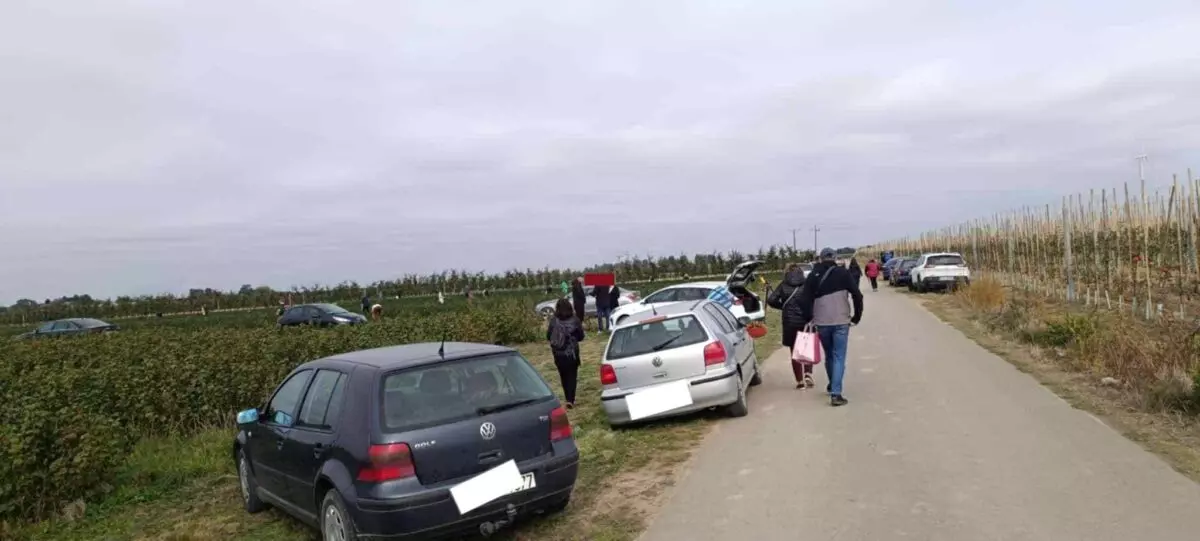 Польские фермеры начали массово бесплатно раздавать свой урожай