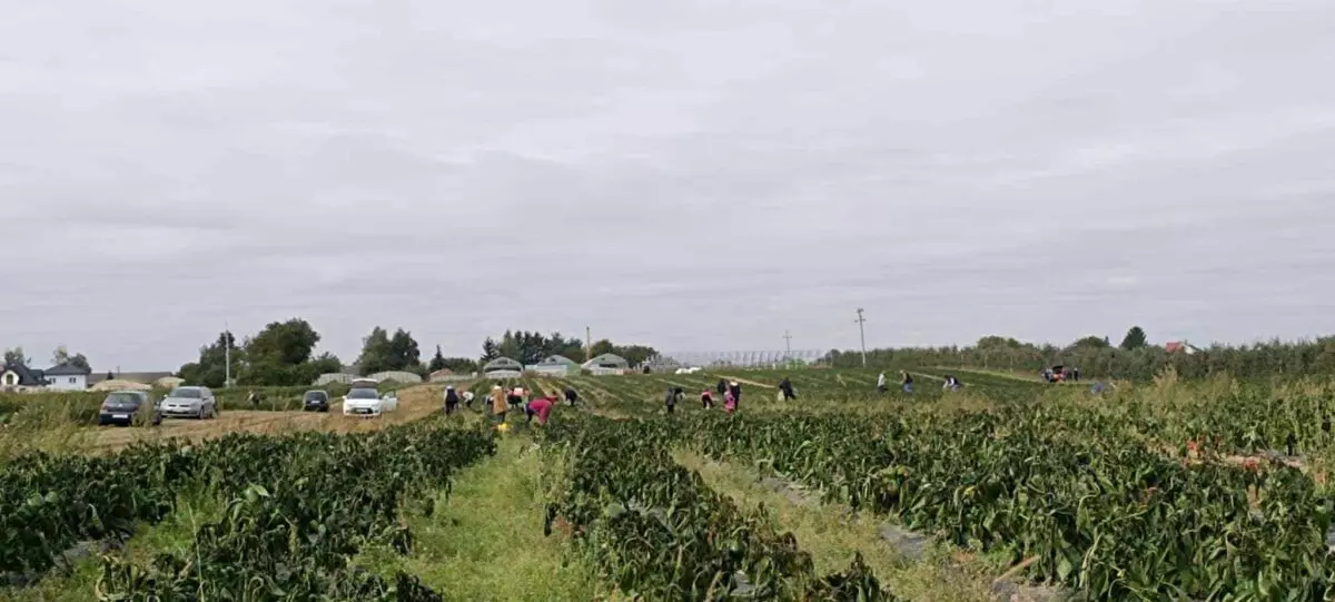 Польские фермеры начали массово бесплатно раздавать свой урожай