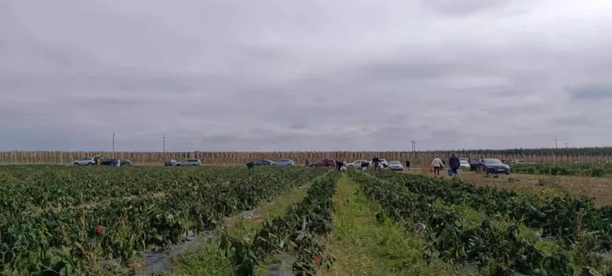 Польские фермеры начали массово бесплатно раздавать свой урожай