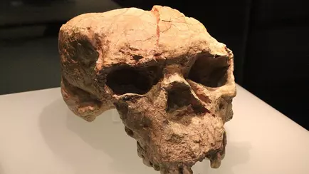 Череп возрастом миллион лет может переписать историю человечества? Учёные сделали неожиданное открытие