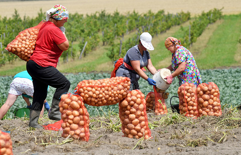 В Беларуси установили максимальные оптовые цены на картошку и овощи