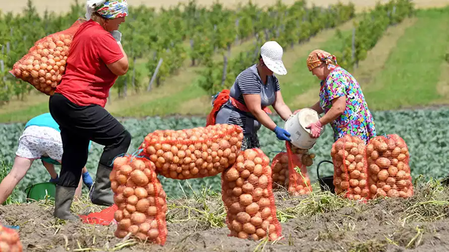 В Беларуси установили максимальные оптовые цены на картошку и овощи