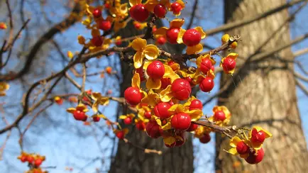 Штраф до 200 000 евро. Евросоюз ввел штрафы за выращивание популярного декоративного растения