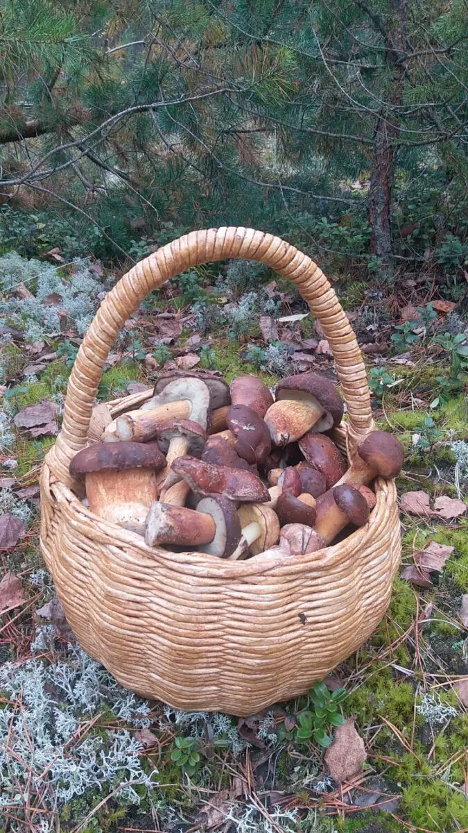 Белорусы показали, где в конце октября вывозят багажниками «самые вкусные грибочки»