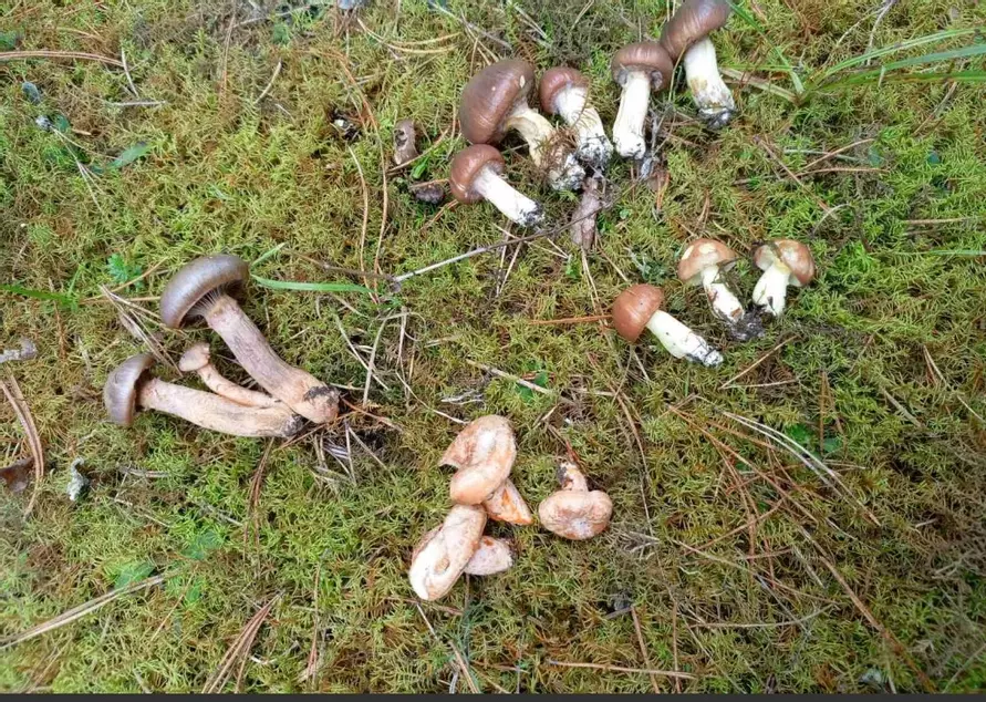 «В лесу мало, а тут попадаются» - Грибник показал, где белорусам набрать полные корзины белых в начале октября