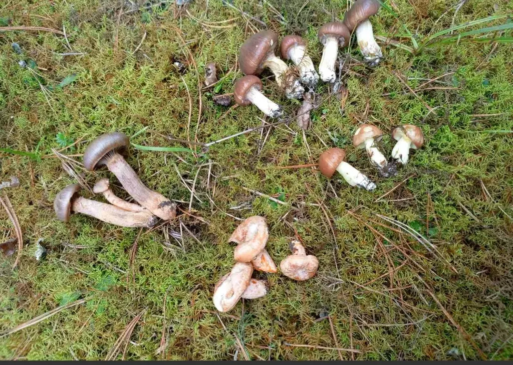 «В лесу мало, а тут попадаются» - Грибник показал, где белорусам набрать полные корзины белых в начале октября