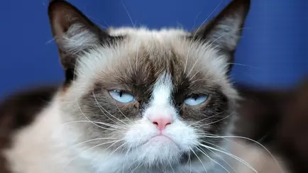 Мужчина согласился платить алименты на кошек в размере 230 рублей