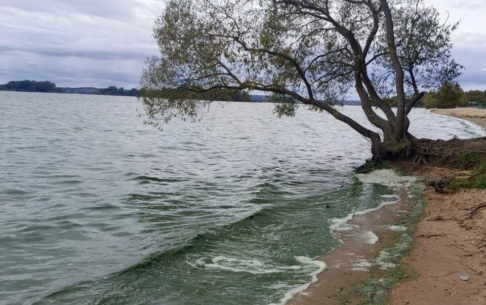 Под Минском позеленело море