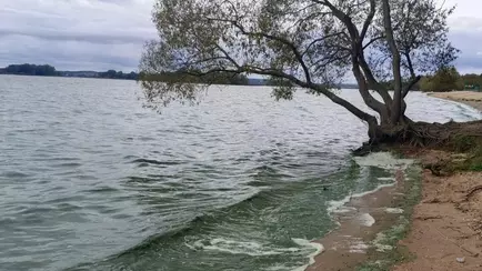 Под Минском позеленело море