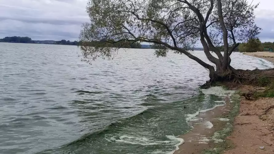 Под Минском позеленело море