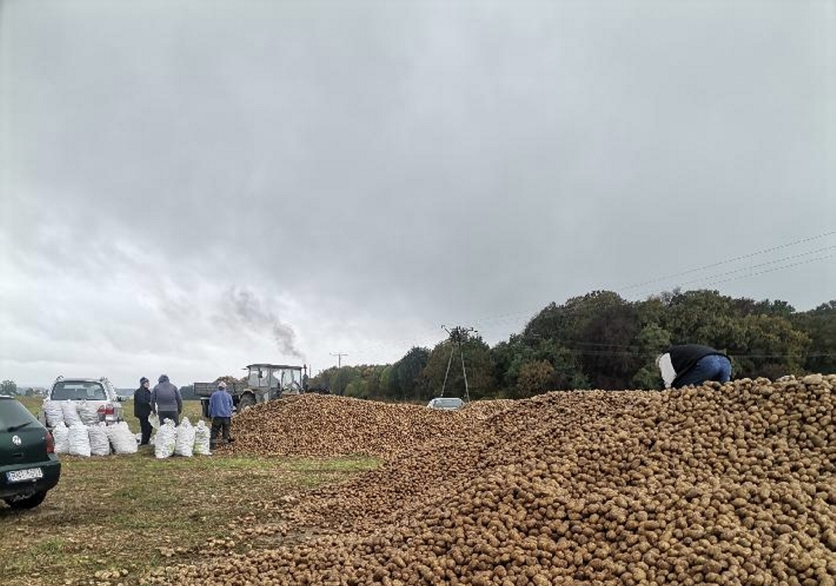 В Польше фермеры выбрасывают сотни тонн картошки — «Берите сколько хотите». Что происходит?