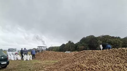 В Польше фермеры выбрасывают сотни тонн картошки — «Берите сколько хотите». Что происходит?