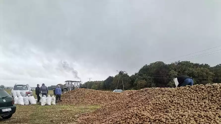 В Польше фермеры выбрасывают сотни тонн картошки — «Берите сколько хотите». Что происходит?
