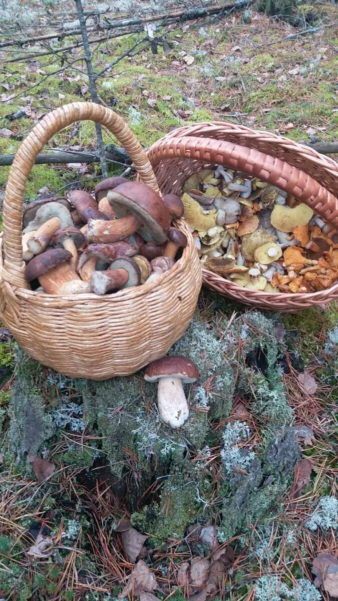 Белорусы показали, где в конце октября вывозят багажниками «самые вкусные грибочки»