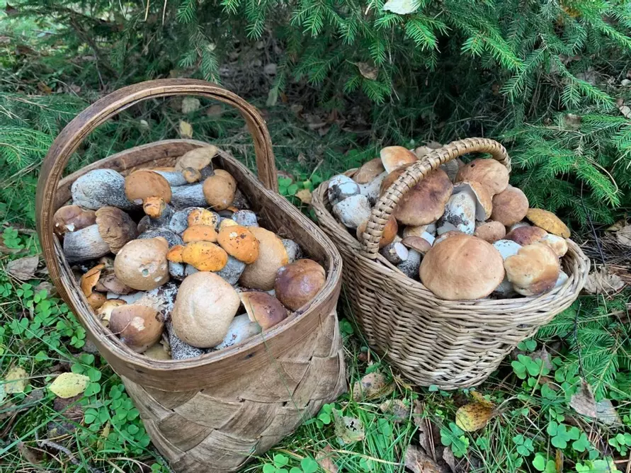 Белорусские грибники пожаловались на «абсолютно пустой» лес. А в каких областях объявили «подосиновиковый бум»?