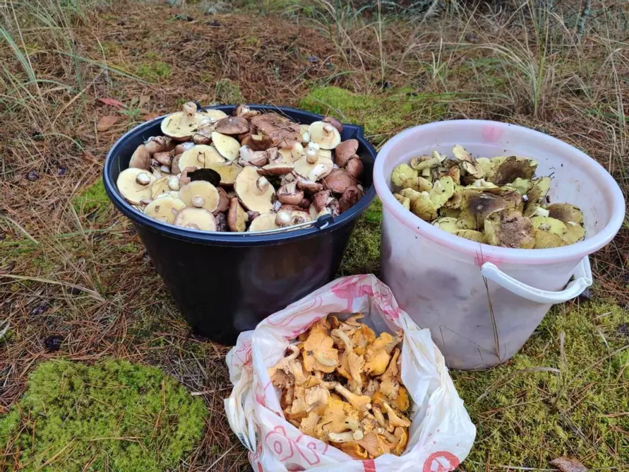 Что-то начинается – Центр и восток Беларуси включились в грибную охоту. Где пошли вешенки, маслята и опята?