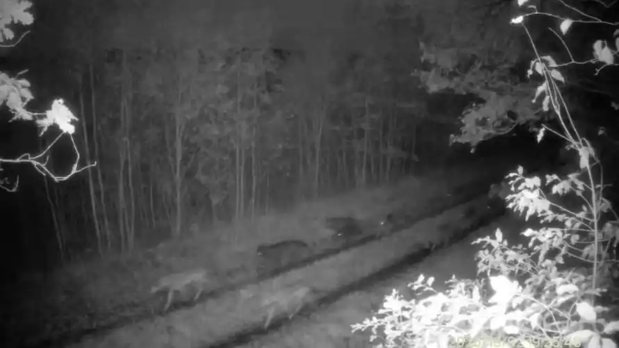 Стая белорусских волков, гуляющих по дороге, набрала 2 млн просмотров