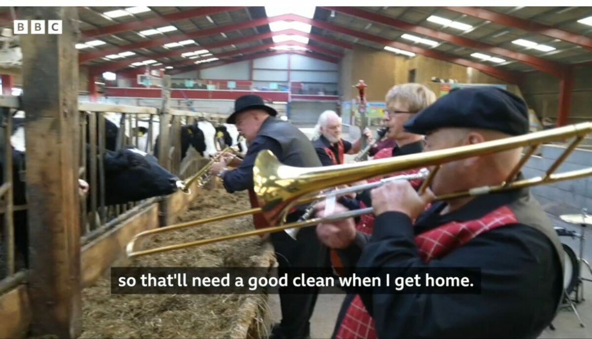 Фермер привезла в коровник джаз-бэнд, чтобы увеличить надои - "В полном восторге"