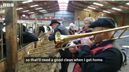 Фермер привезла в коровник джаз-бэнд, чтобы увеличить надои — «В полном восторге»