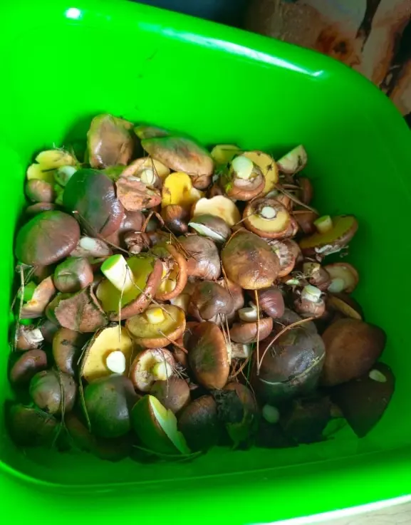 «В лесу мало, а тут попадаются» - Грибник показал, где белорусам набрать полные корзины белых в начале октября